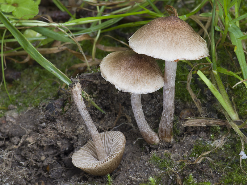 Inocybe curvipes